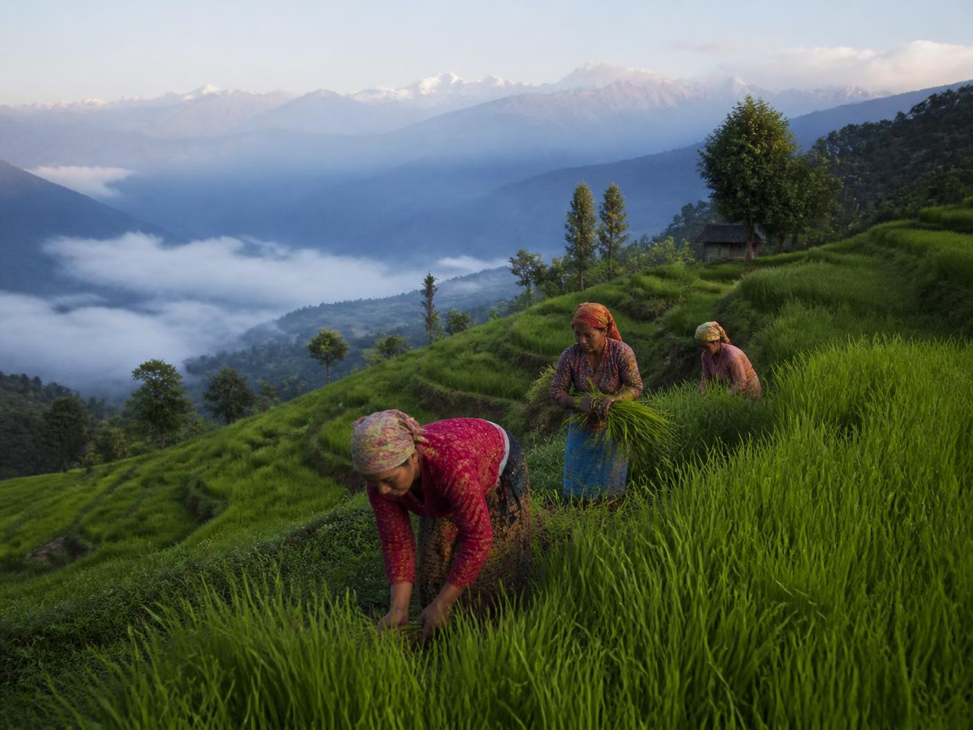 Nepali farmers working in terraced hillside fields
